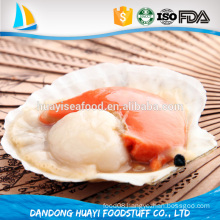 top priority frozen fresh half shell bay scallop export from china